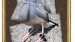 Can birds become art critics?